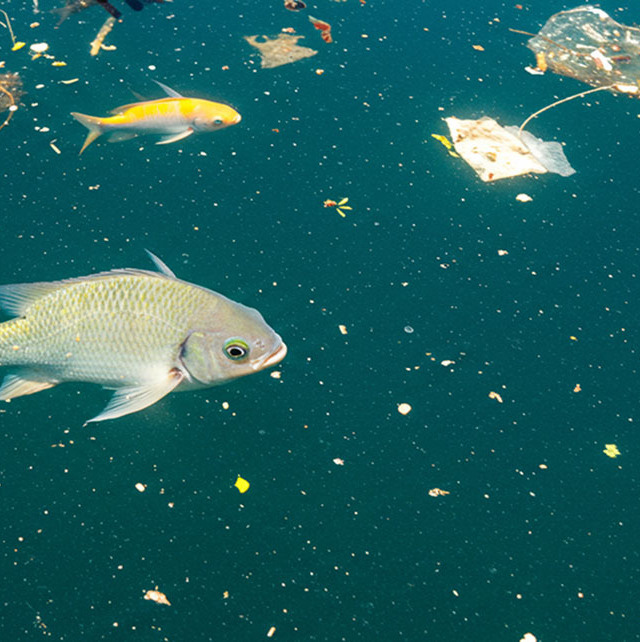 Peixe, poluição, microplásticos
