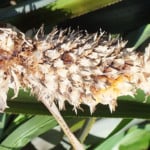 Pesquisadores criam novas variedades de abacaxi resistentes à fusariose