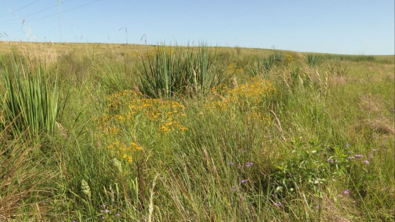Foto: Reprodução/Giro do Boi.