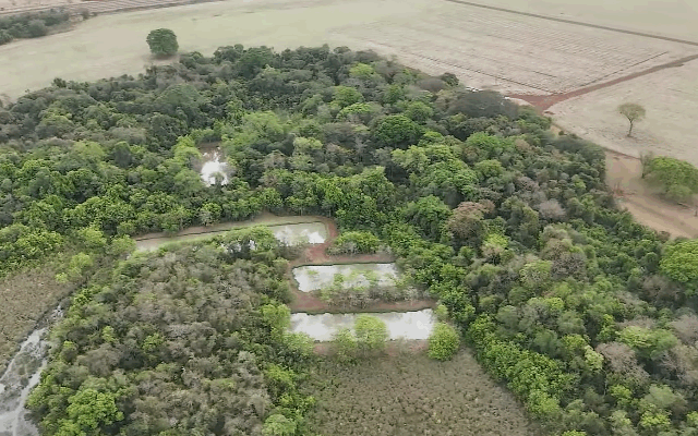 Reprodução Soja Brasil