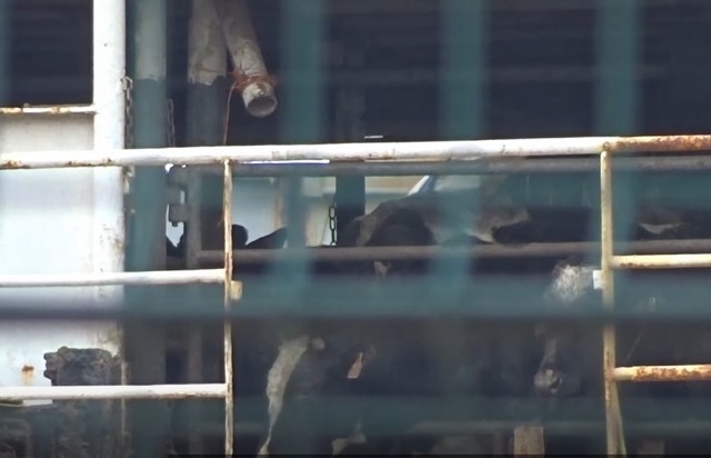  Imagem: Animal Welfare Foundation