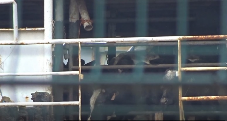 Após 2 meses, navio com 3 mil vacas é autorizado a descarregar na Líbia