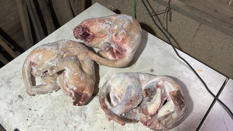 carne silvestre, operação