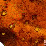 Primeiro líquen fóssil revela origem de ecossistemas terrestres