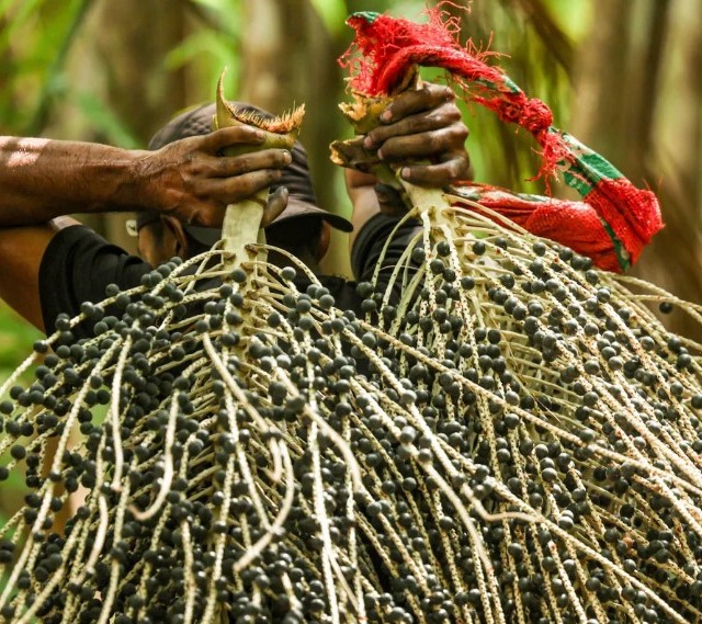 açaí - frutos tropicais