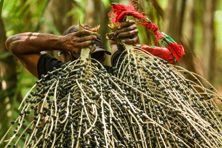 Programa vai incentivar plantio de frutos tropicais para recompor áreas degradadas