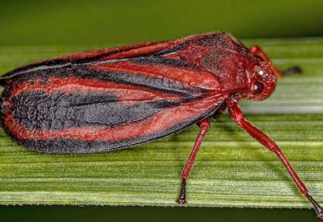 cigarrinha-da-raiz, praga, unesp