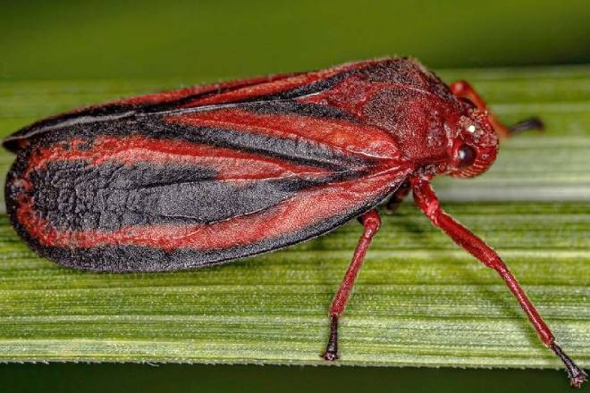 cigarrinha-da-raiz, praga, unesp