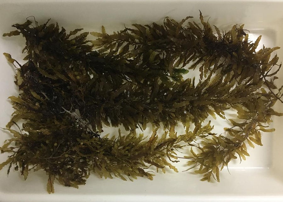 Pesquisadores apostam em algas marinhas como alimento saudável do futuro