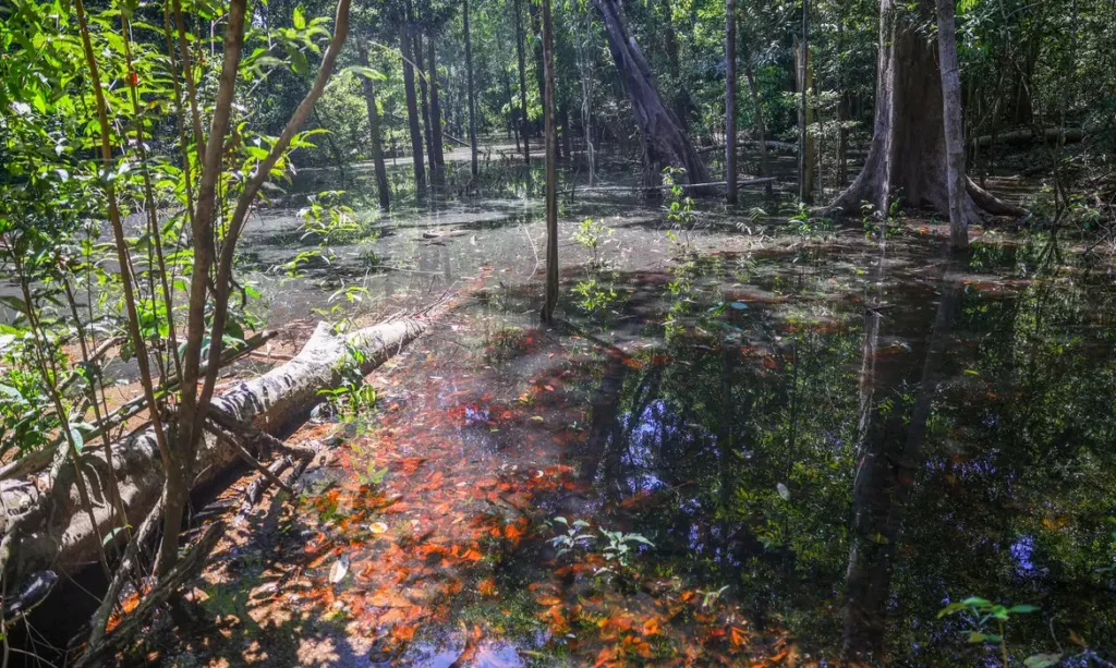 Amazônia Amazônia