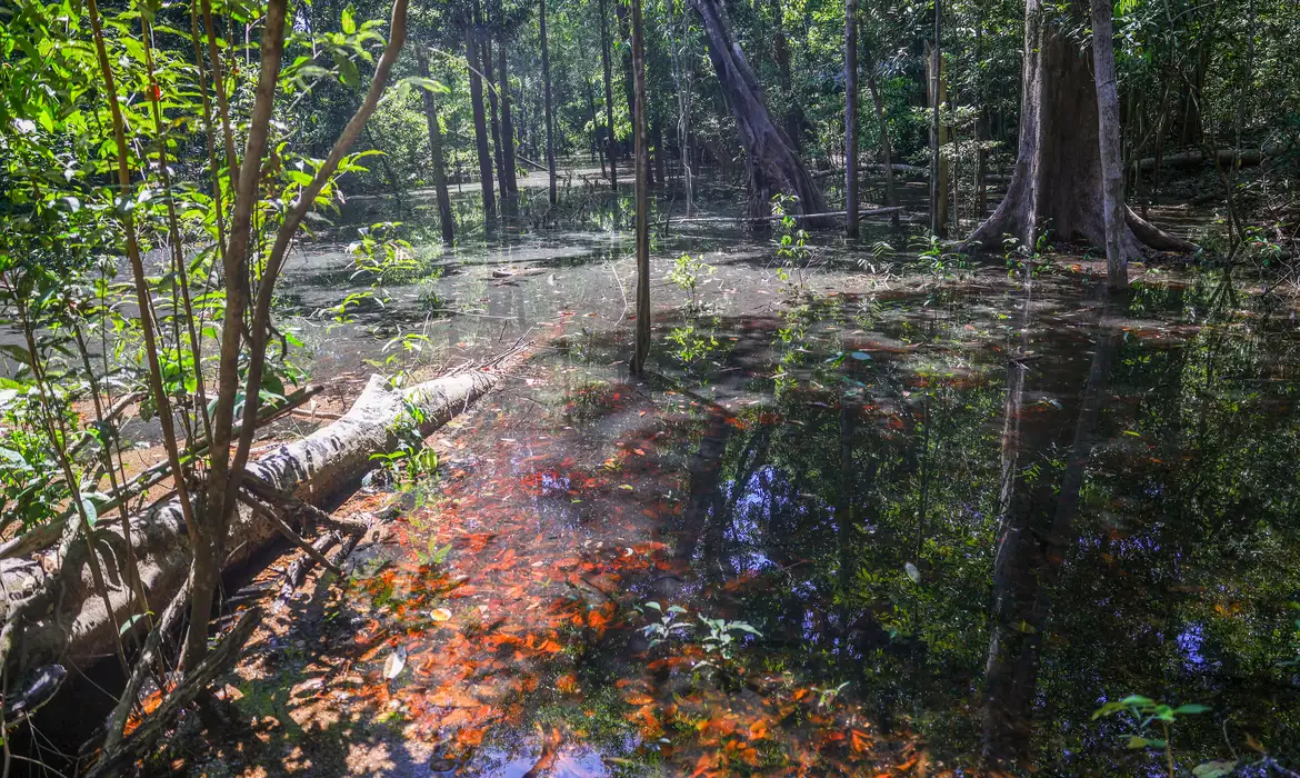 Dinossauros na Amazônia: pesquisa inédita revela pistas de espécies que viveram na região