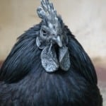 Conheça a ayam cemani, galinha toda preta que pode valer até R$ 30 mil