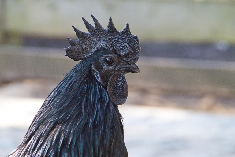 galinha ayam cemani
