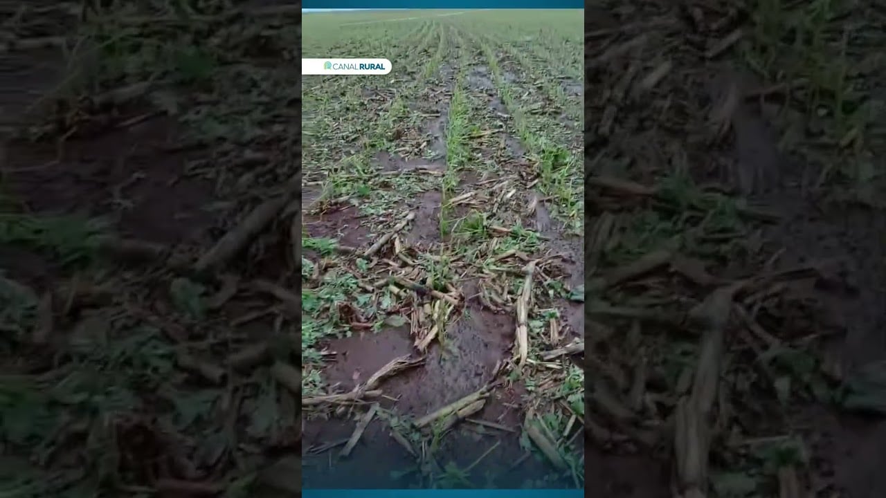 Prejuízo! Temporal com granizo devasta lavouras e acende alerta para a safra de soja no Paraná