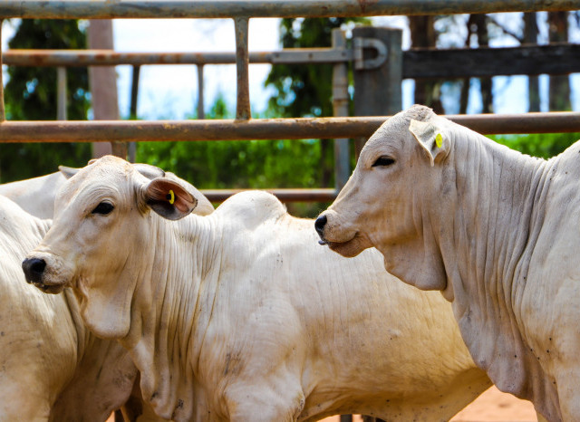 bovinos a srem vacinados contra brucelose
