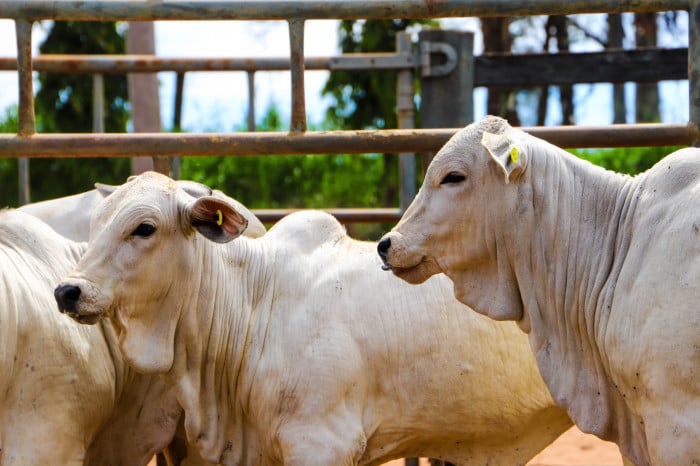 Vacinação contra brucelose segue obrigatória em SP e exige atenção dos produtores