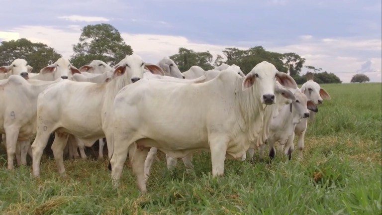 Foto: Reprodução/Giro do Boi.
