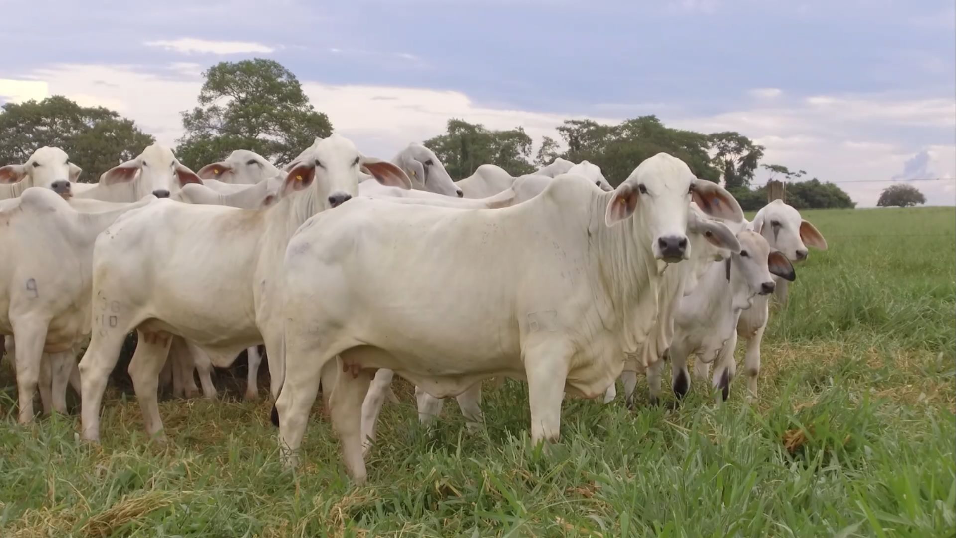 Foto: Reprodução/Giro do Boi.