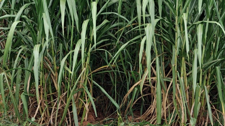 Foto: Divulgação/Marcos La Falce.