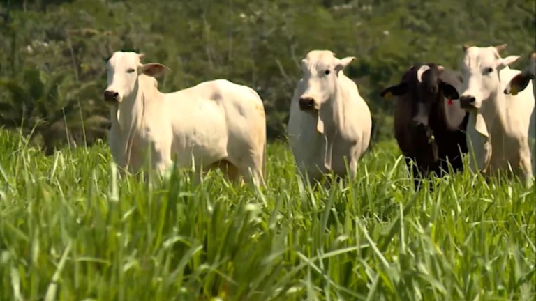 Reprodução/Giro do Boi.