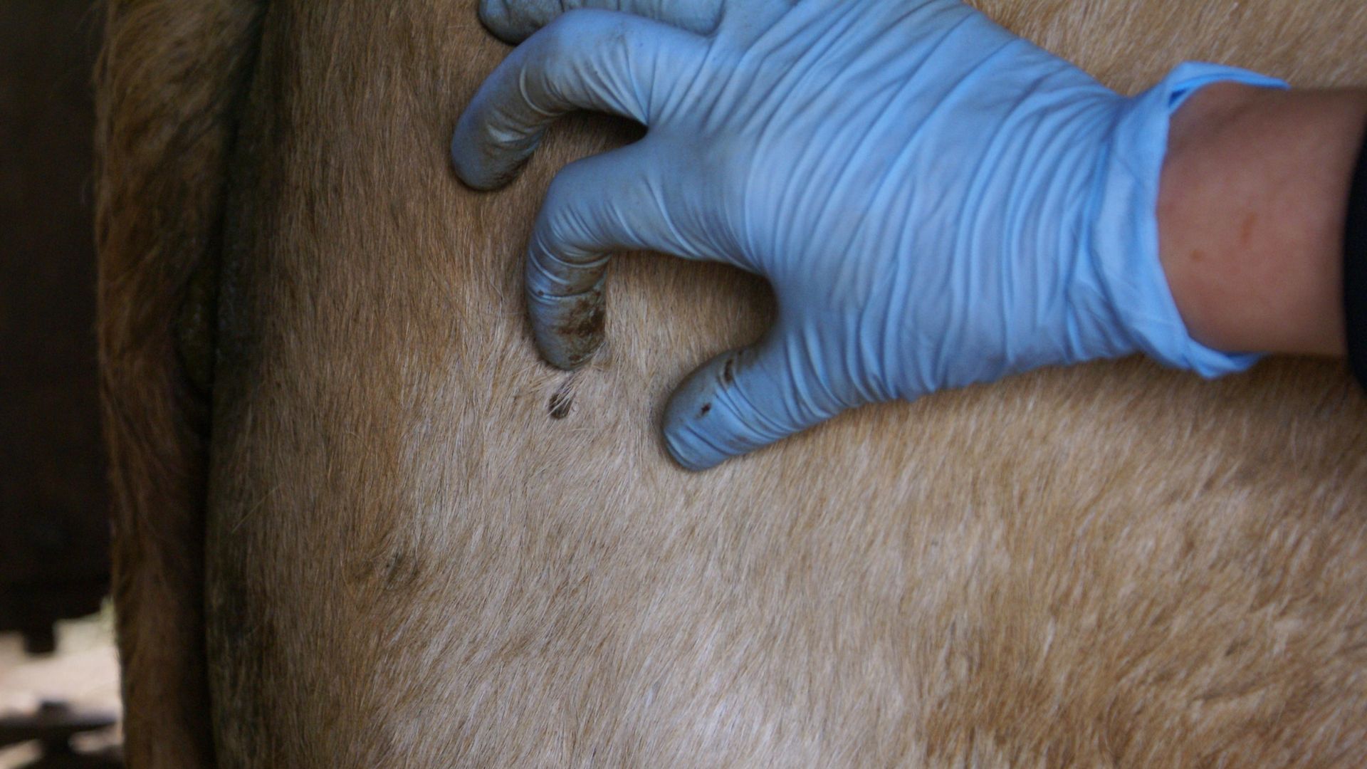 Divulgação/Embrapa.