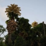 Palmeira floresce após 60 anos no RJ: espécie só dá flores uma vez na vida e então morre