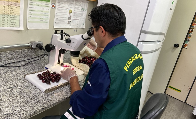 Brasil destrói mais de 1 tonelada de cerejas do Chile após detectar presença de praga quarentenária