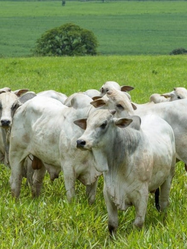 pecuária bovina, boi gordo, Nigéria