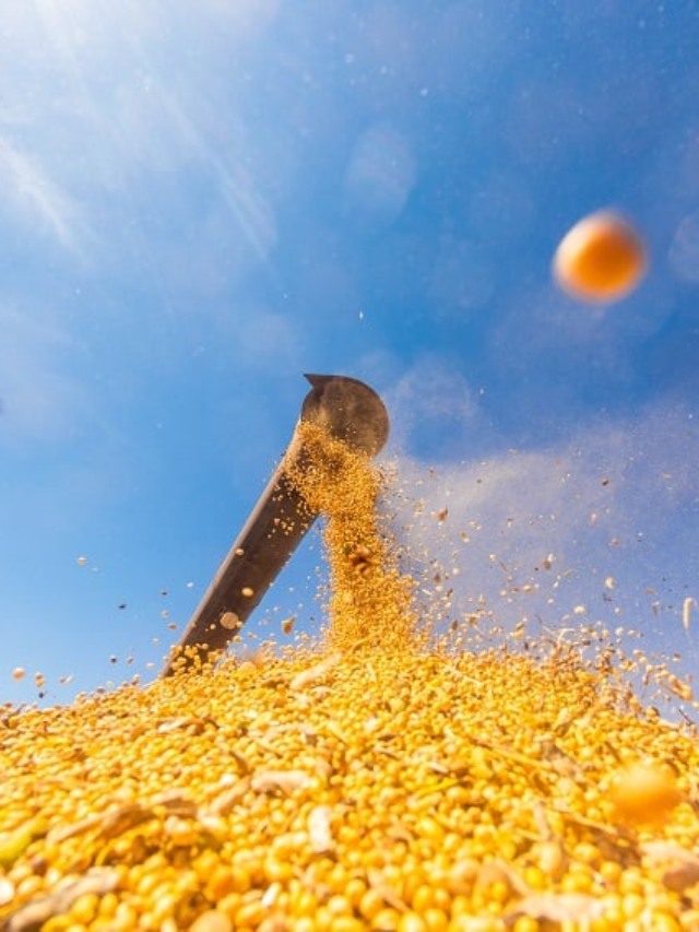 Descarregamento de Soja