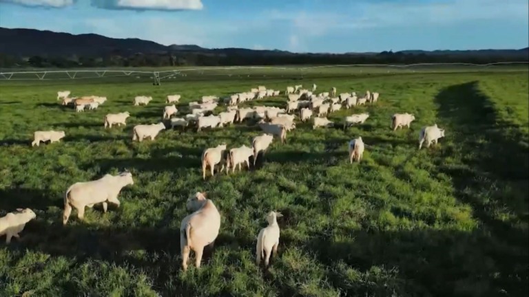 Foto: Reprodução/Giro do Boi.