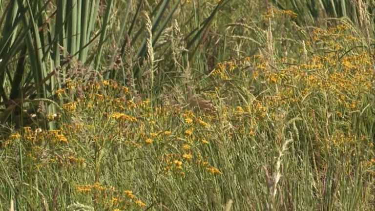 Reprodução/Giro do Boi.