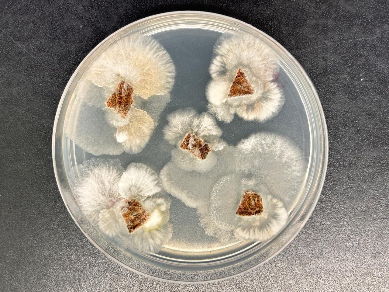 Fungo brasileiro produz substância mais potente que glifosato, aponta estudo