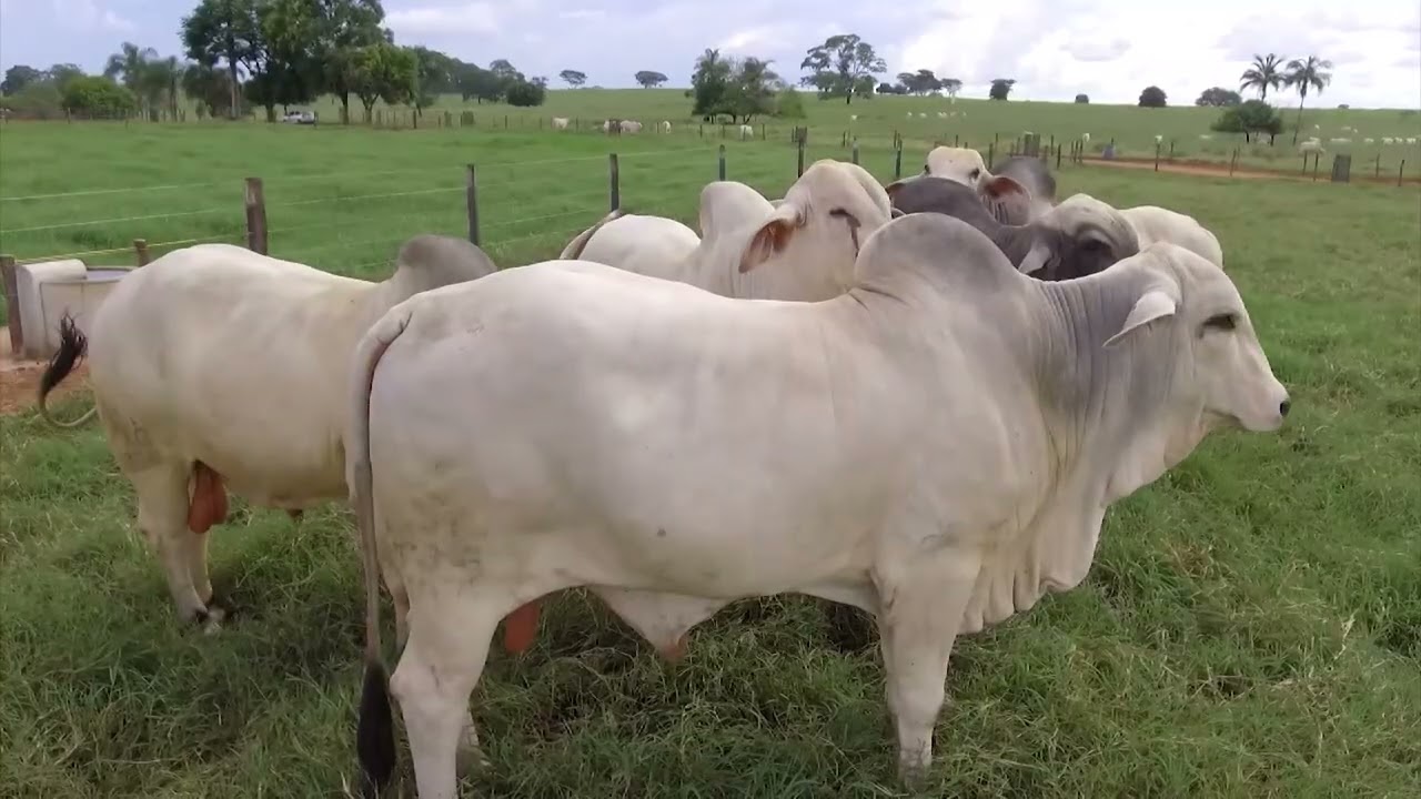 Cruzamento de touro canchim com vacas tabapuã pode ser eficiente para o pecuarista; confira