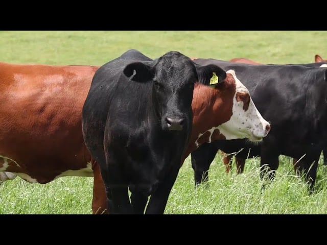Sistema lavoura de carne alia manejo e sustentabilidade para elevar produção no campo