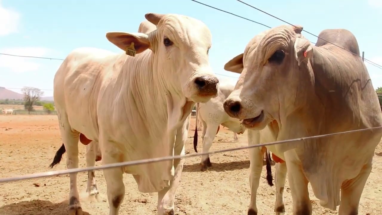 Boi gordo tem preços firmes e indica tendência de alta em algumas praças