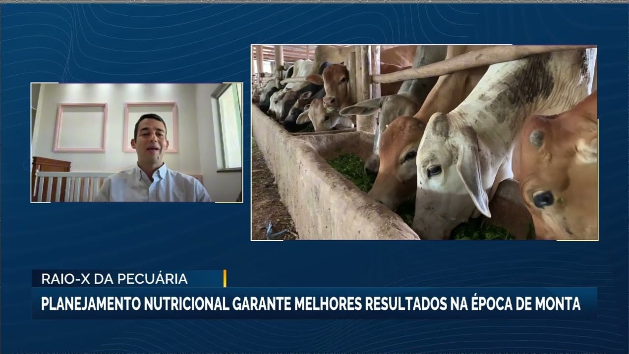 Estação reprodutiva: o segredo da nutrição que garante concepção e bezerro pesado