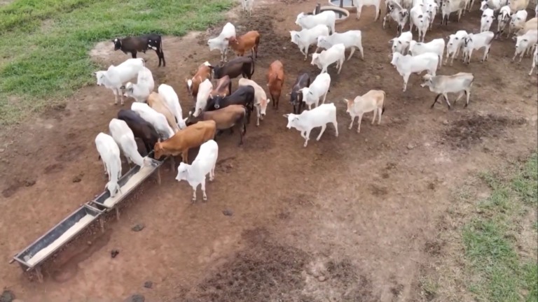 Foto: Reprodução/Giro do Boi.