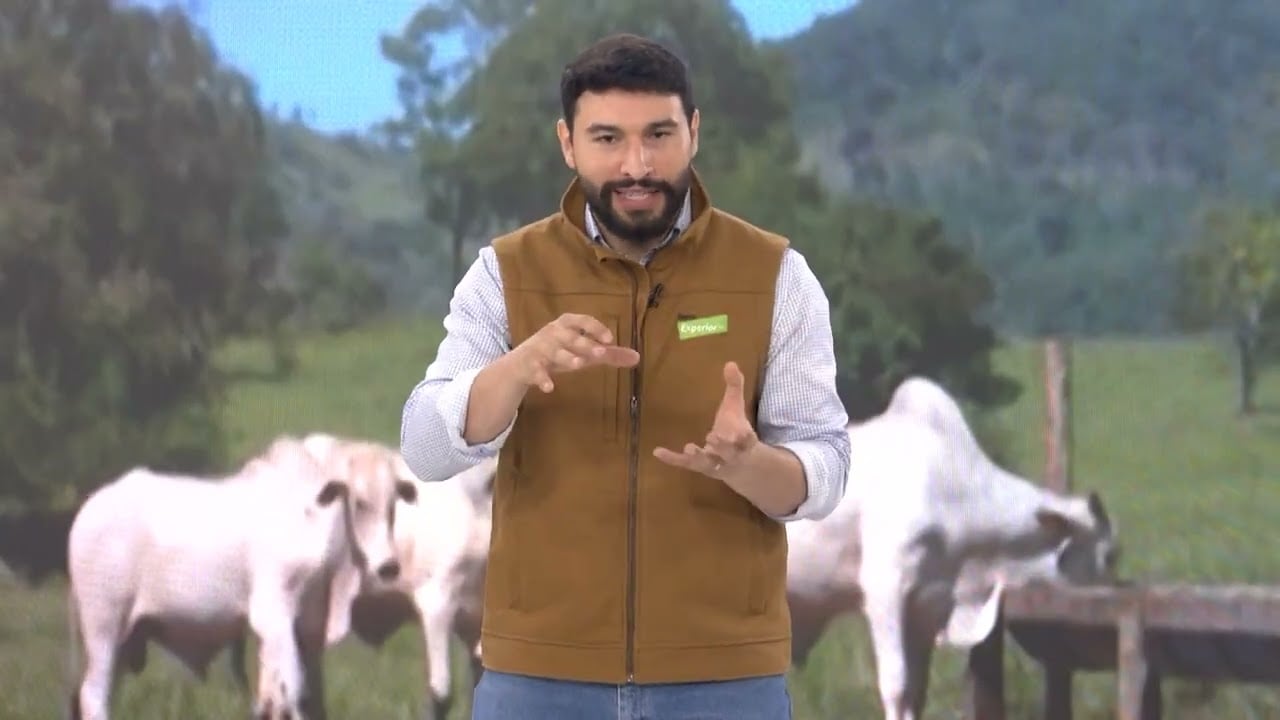 Terminação na seca: como engordar o gado em pasto diferido e garantir rentabilidade