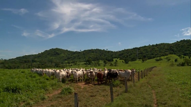 Foto: Reprodução/Giro do Boi.