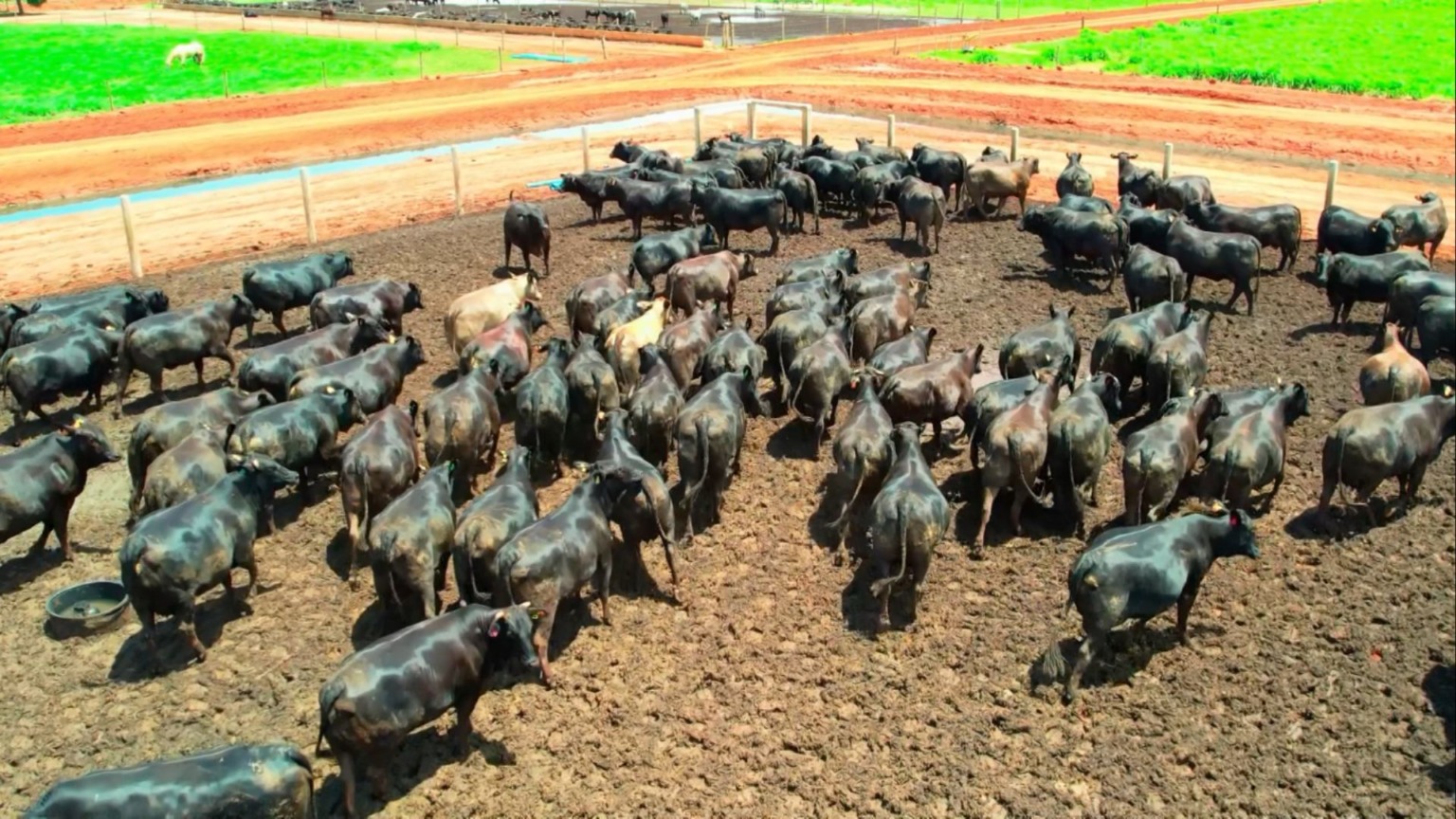 Pecuária brasileira pode reduzir emissões em até 92% até 2050, aponta FGV