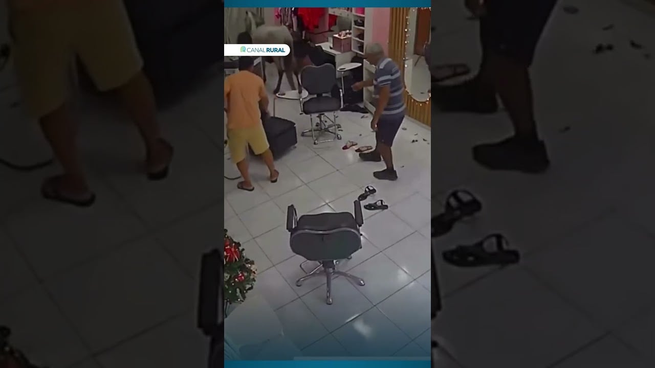 Vídeo: cavalo invade salão e para diante de espelho ao ver o próprio reflexo