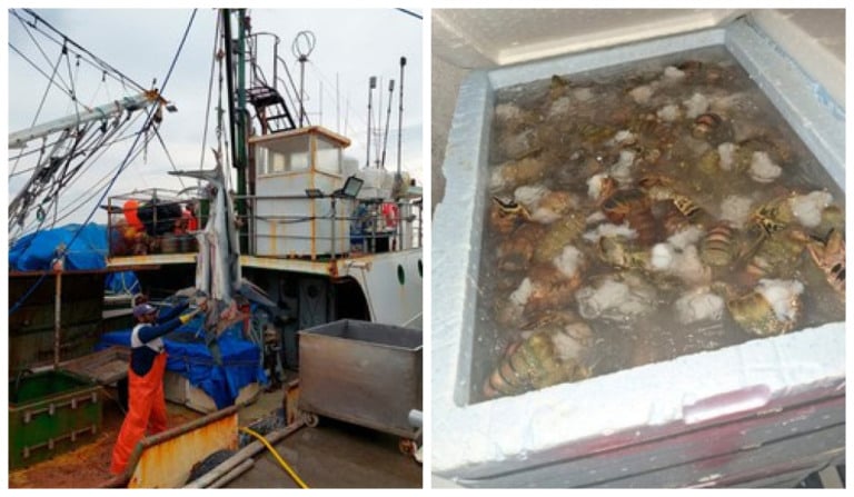 pesca ilegal atum tubarão