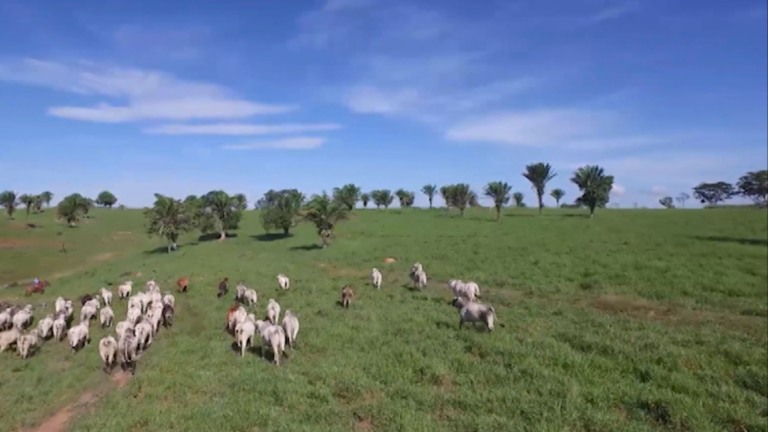 Foto: Reprodução/Giro do Boi.