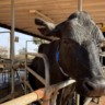 vaca em ordenha, pecuária de leite