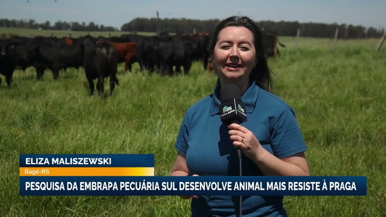 Pesquisa da Embrapa ‘cria’ bovinos mais resistentes ao carrapato