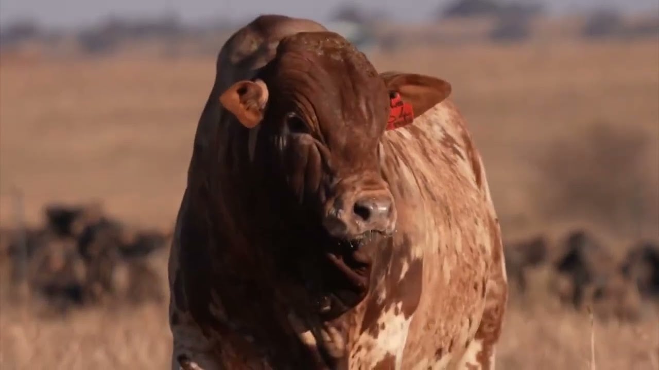 Angus em matrizes boran: como maximizar o ganho genético no cruzamento?