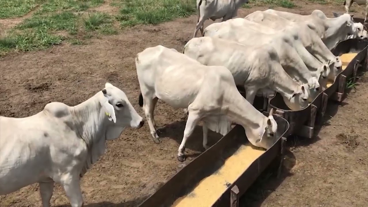 Milho com sabugo no sistema de creep feeding melhora peso ao desmame dos bezerros