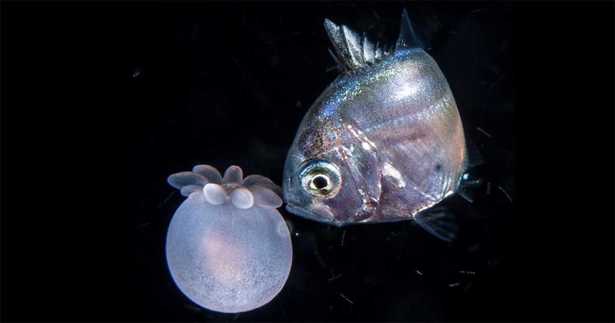 peixe, mergulho, noite, usp