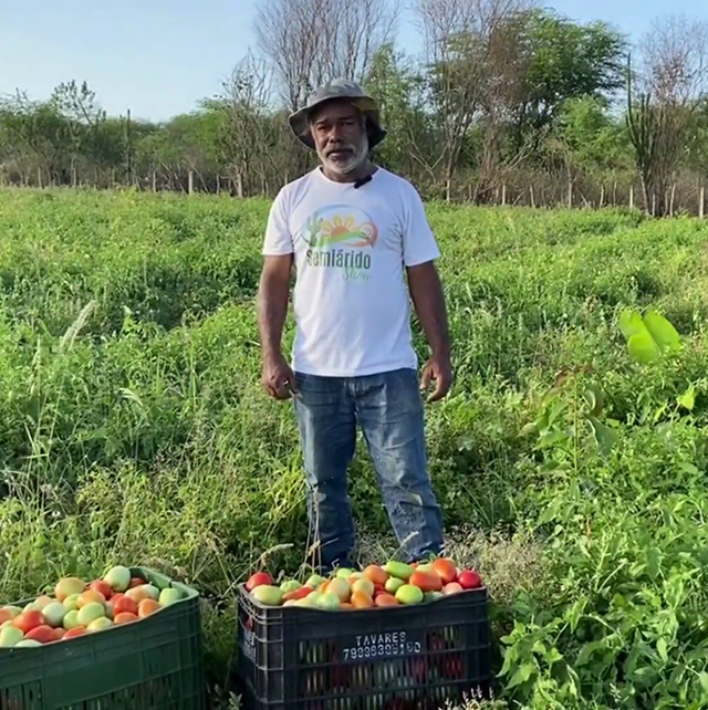 Em Paulo Afonso (BA), o agricultor Erisvan Pereira destaca o impacto do uso de tecnologias simples, como o cultivo de tomate sob lona - Foto: Francisco Evangelista