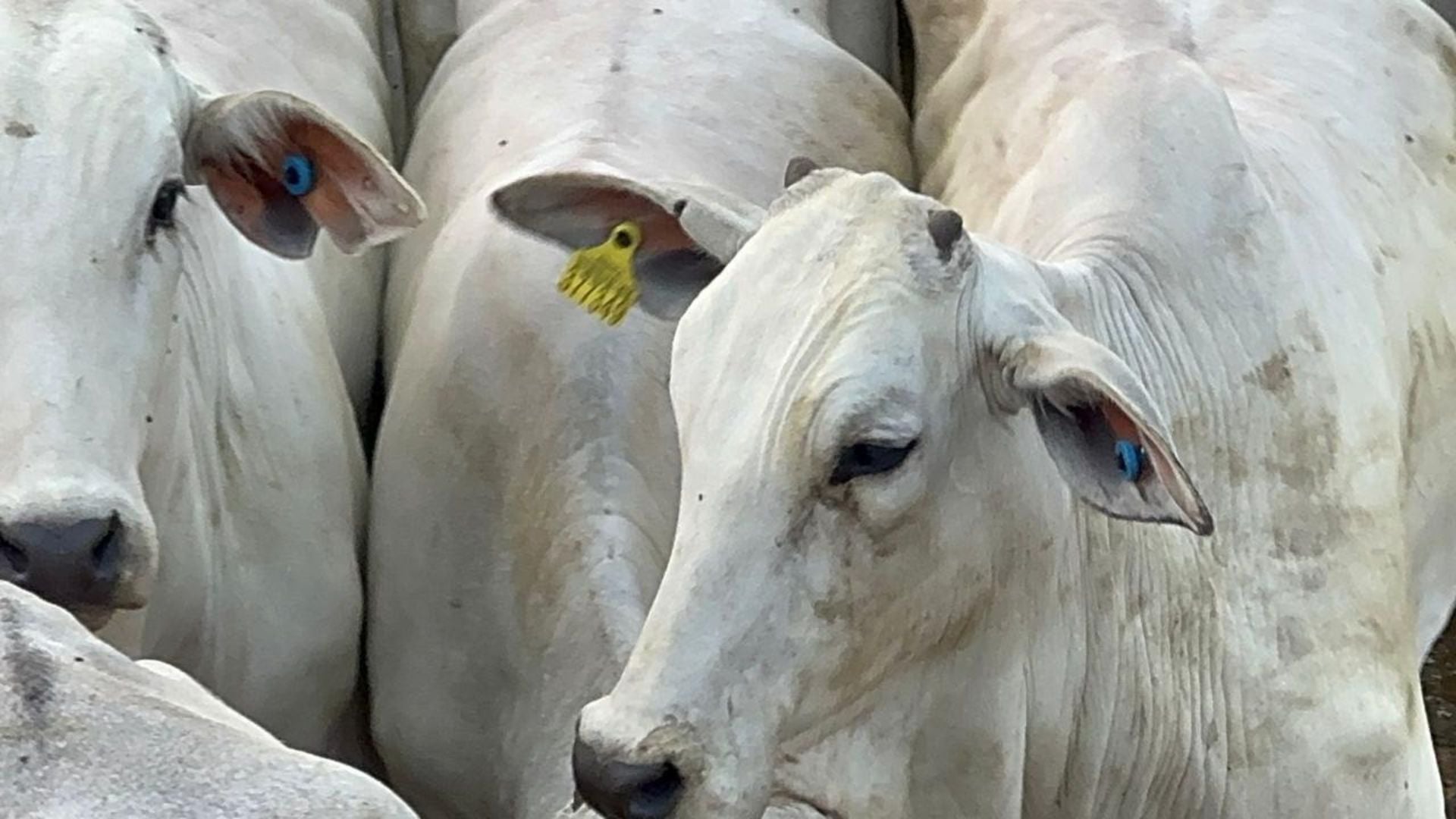 Foto: Reprodução/Giro do Boi.